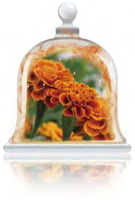 passion-crysanthemum-fragrance
