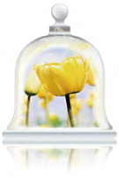 warm-tulips-fragrance