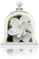 white-gardenia-fragrance